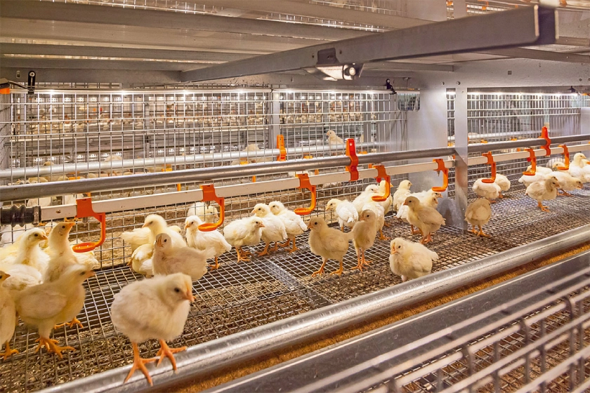 poultry light in Aviary system