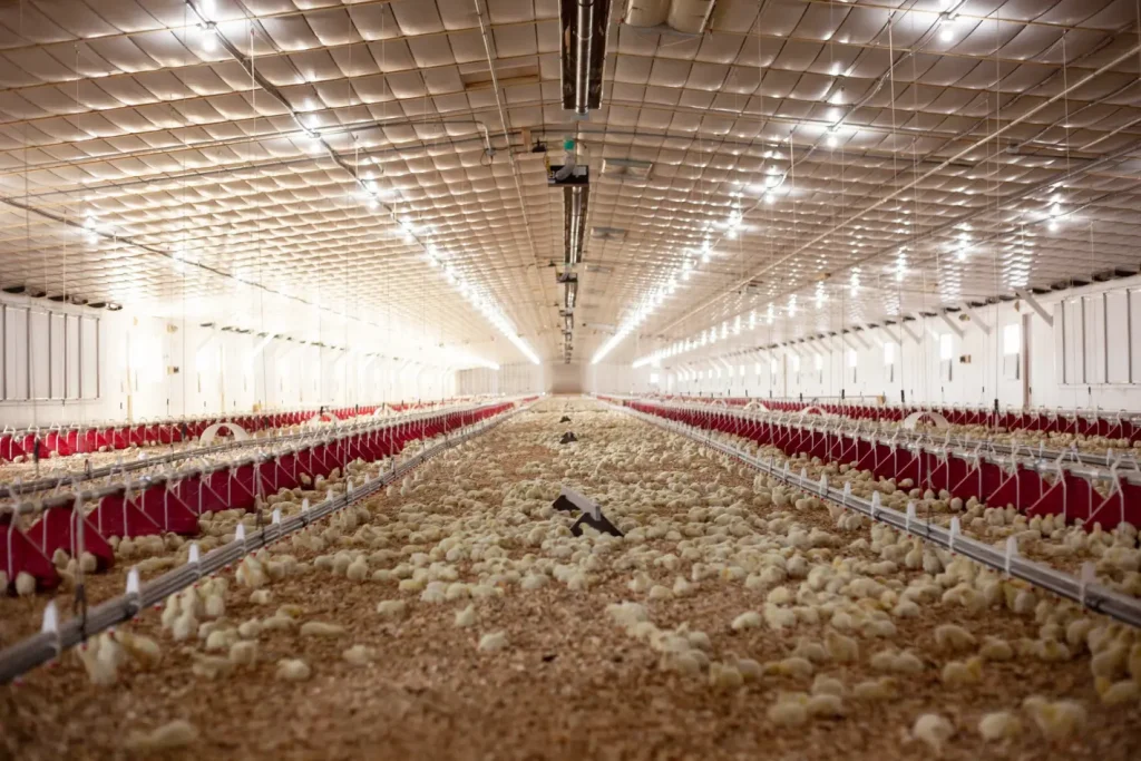 poultry house LED lighting system for broiler farms